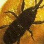 Продукты с насекомыми обнаружились в одной из здравниц Анапы